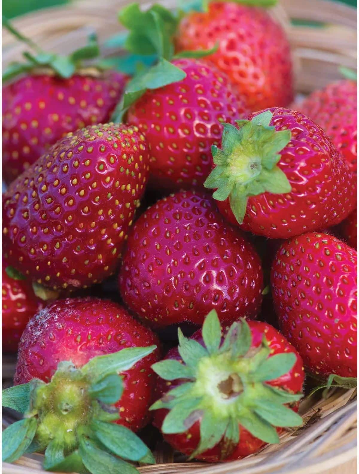 Basket full of ripe elan f1 strawberries.