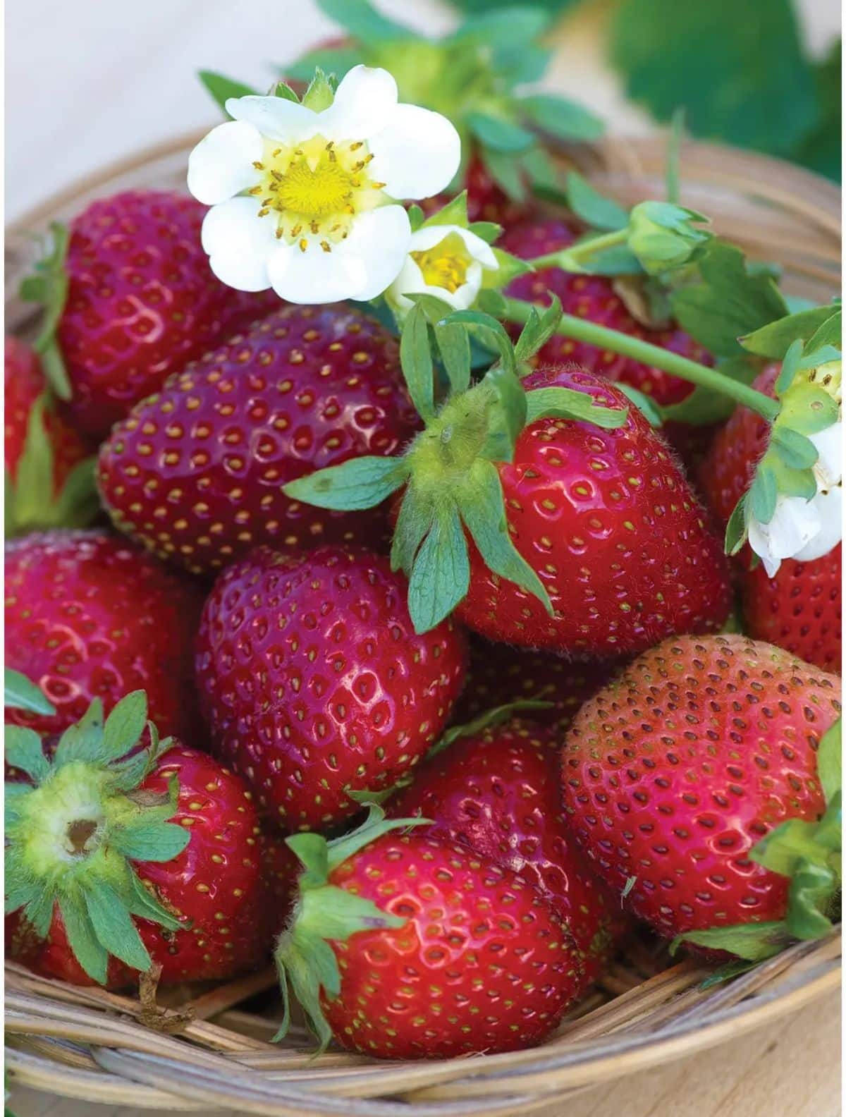 Basket full of ripe fresh elan f1 variety with flowers.