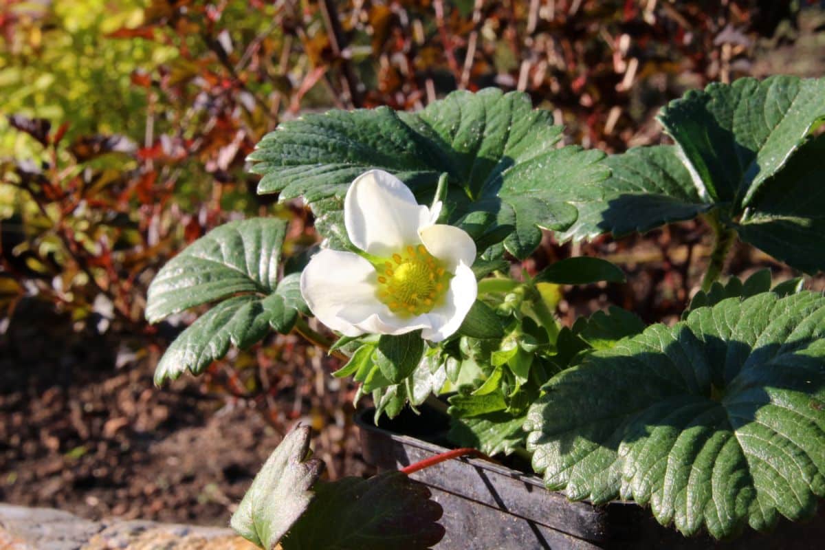 Flowering elan f1 variety growing in a pot.