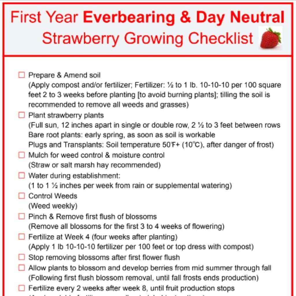 Camarosa Strawberry Variety Info And Grow Guide Strawberry Plants