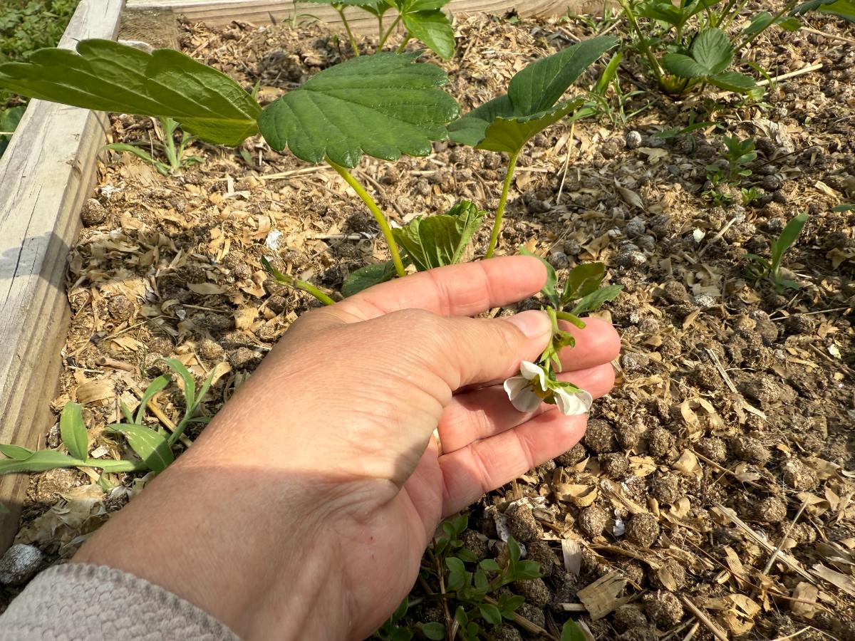 Pinching blossoms off an Everbearing strawberry plant