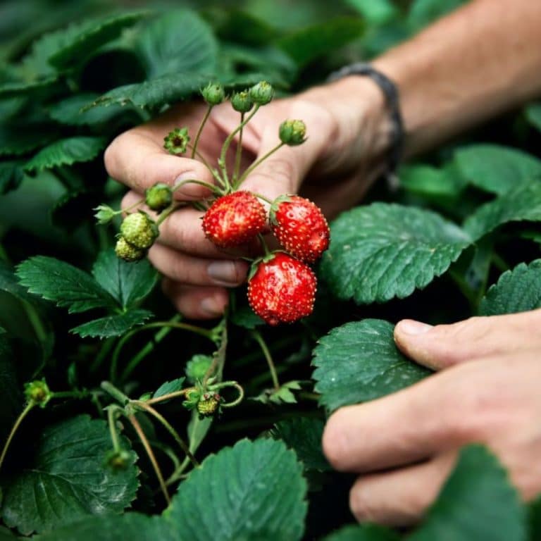 How to Tell If You Have JuneBearing or Everbearing Strawberry Plants