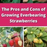 The Pros and Cons of Growing Everbearing Strawberries pinterest image.
