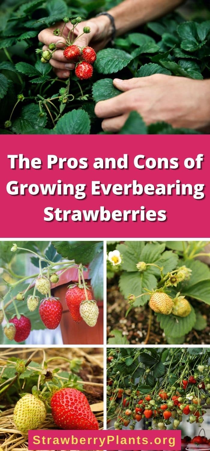 25 Pros and Cons of Growing Everbearing Strawberries – Strawberry Plants