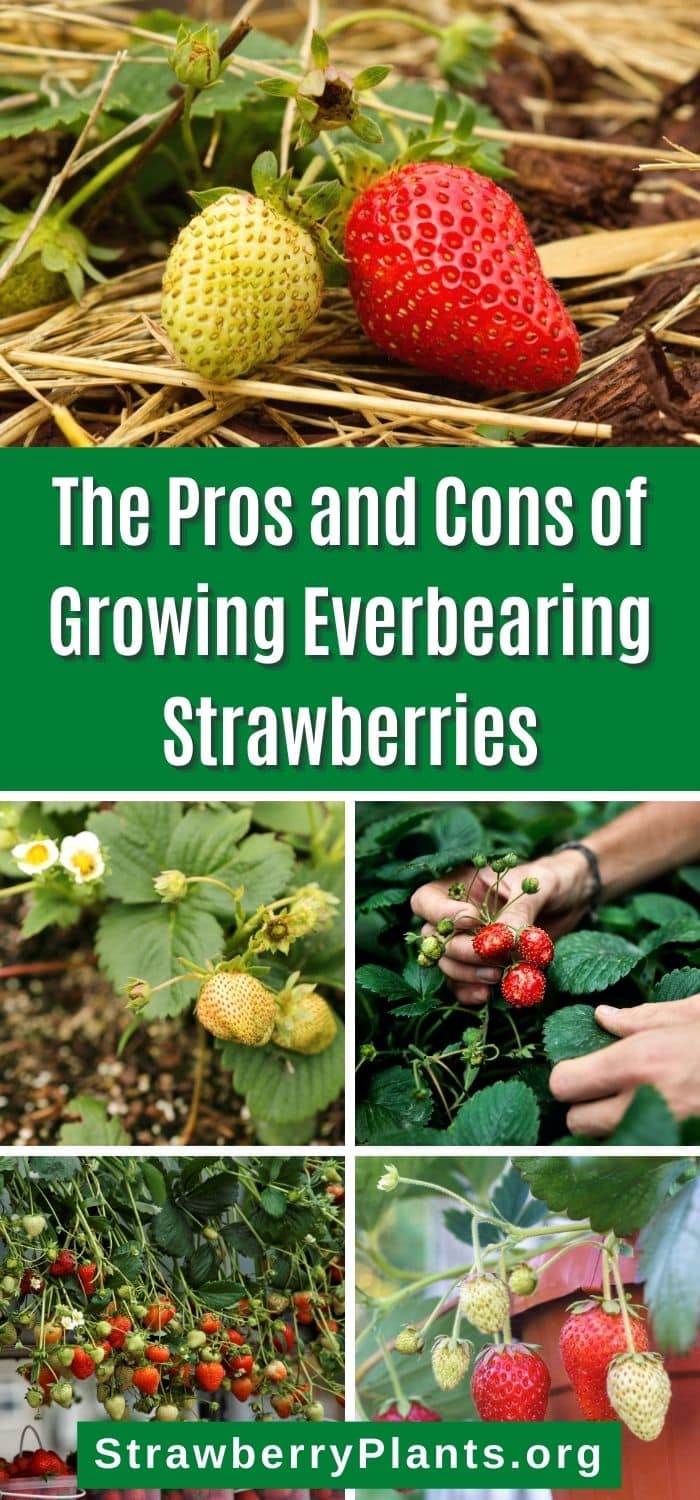 25 Pros and Cons of Growing Everbearing Strawberries – Strawberry Plants