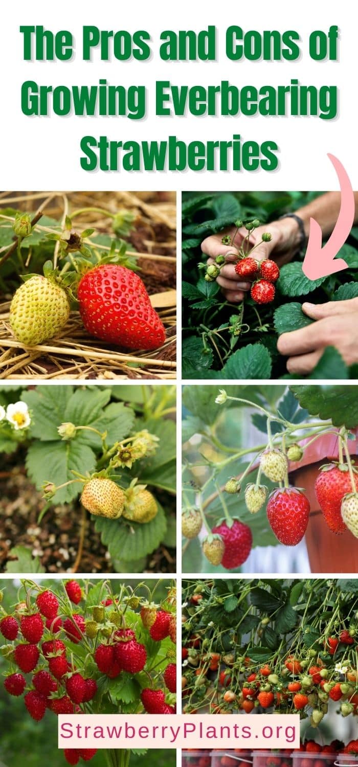 25 Pros and Cons of Growing Everbearing Strawberries – Strawberry Plants