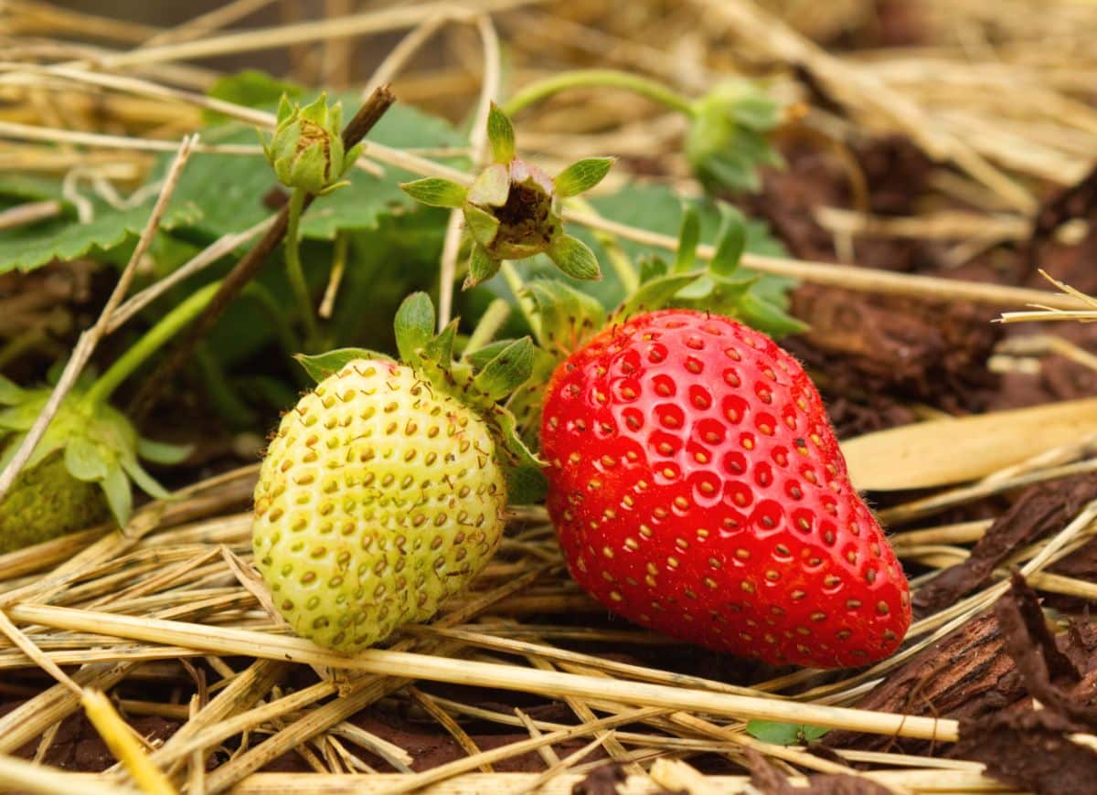 A ripe and an unripe everbearing strawberry sit together in a strawberry patch