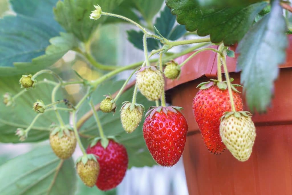 25 Pros and Cons of Growing Everbearing Strawberries Strawberry Plants