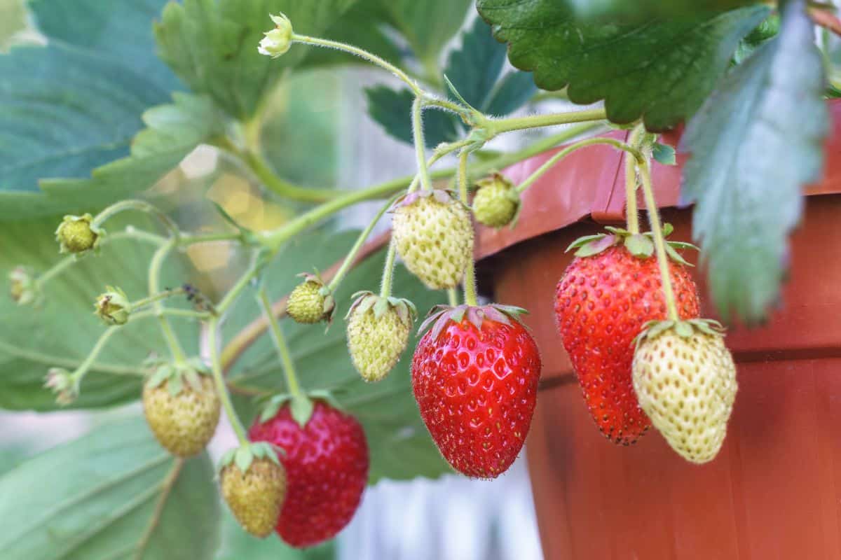 Ripe and unripe strawberries on an everbearing strawberry plant
