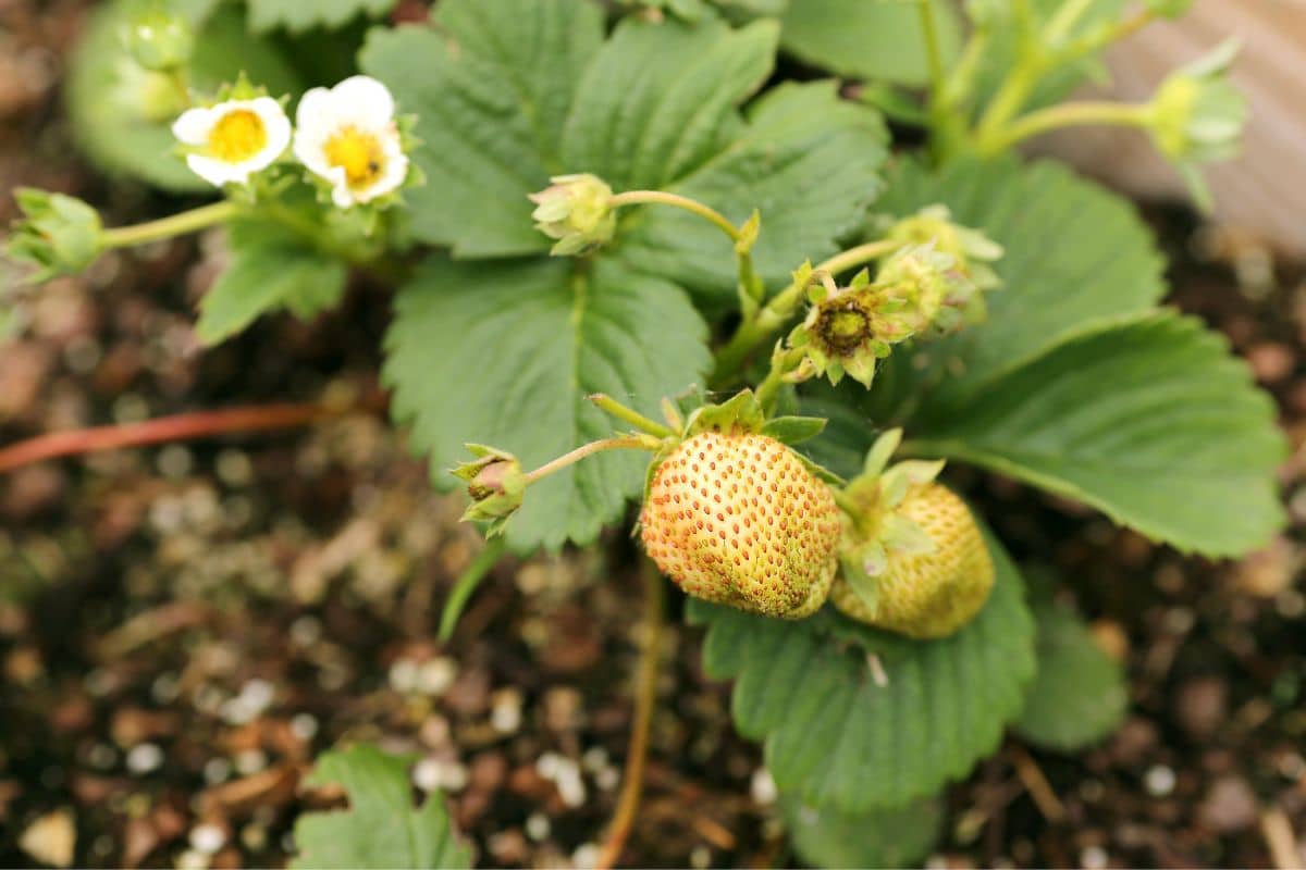 Ripening everbearing strawberries on the plant