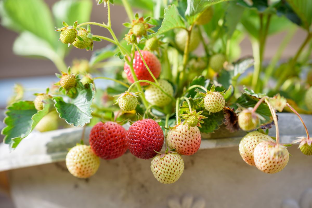 Gradually ripening everbearing strawberries on a potted plant