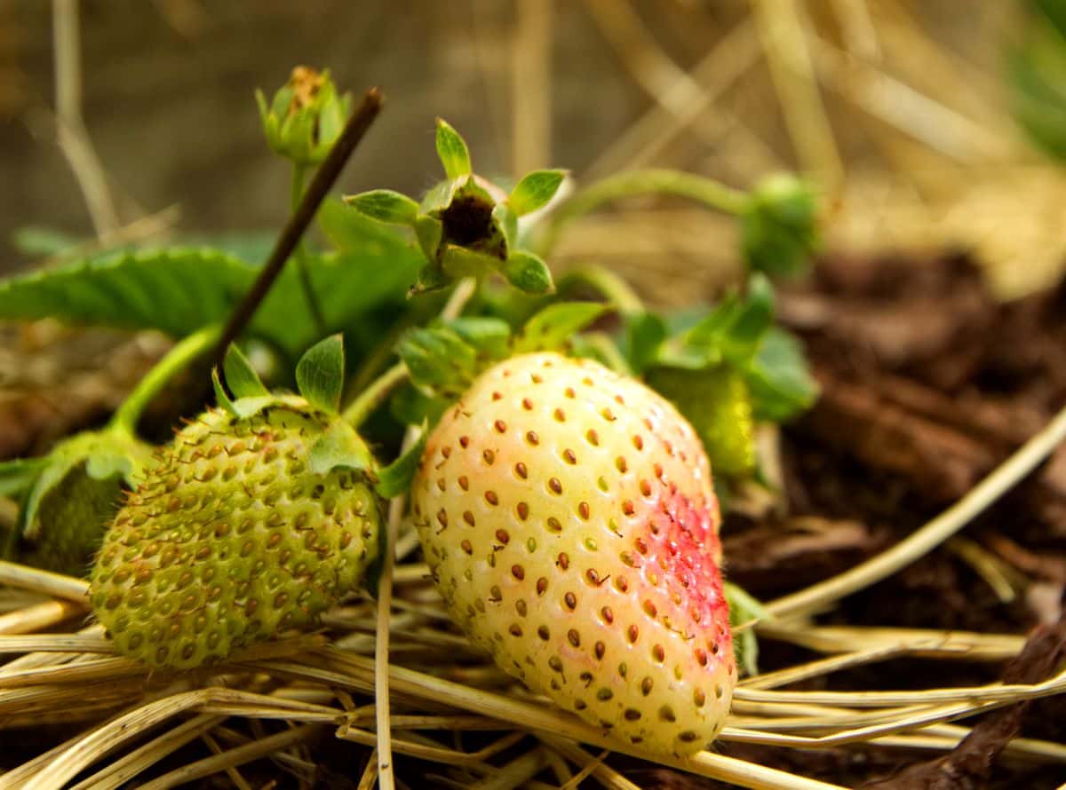 Two ripening eversweet strawberries in a straw mulch.