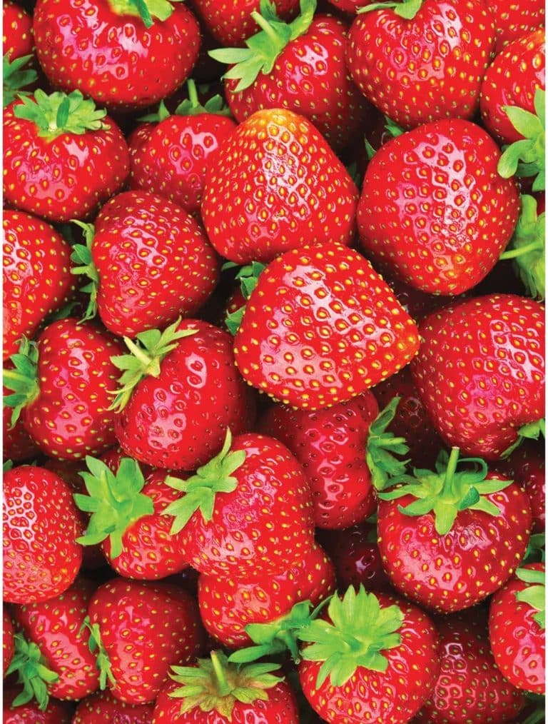 Eversweet Strawberry Variety Info And Grow Guide Strawberry Plants