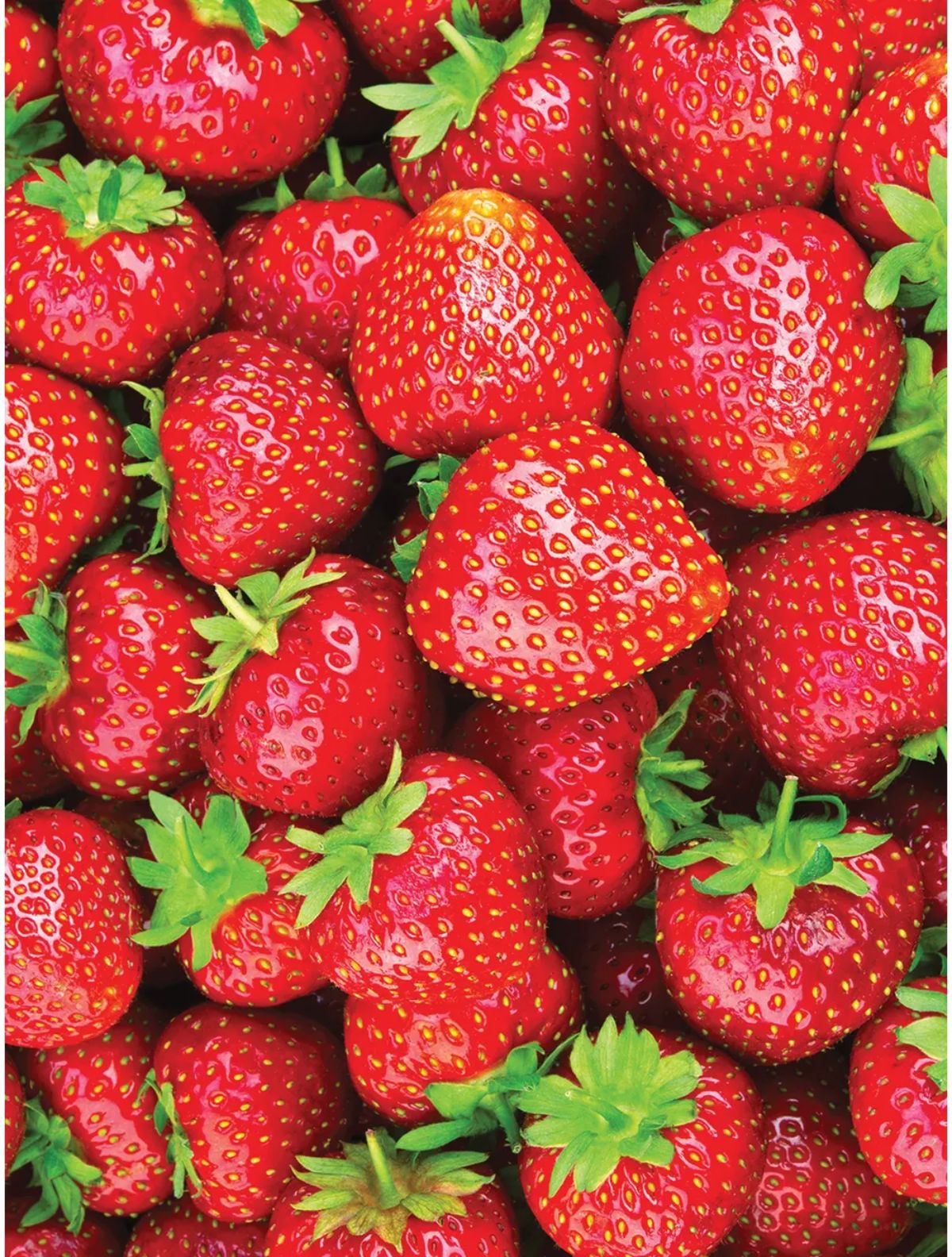 Bunch of fresh ripe eversweet strawberries.