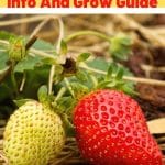 Eversweet Strawberry Variety Info And Grow Guide pinterest image.