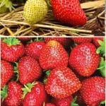 Eversweet Strawberry Variety Info And Grow Guide pinterest image.