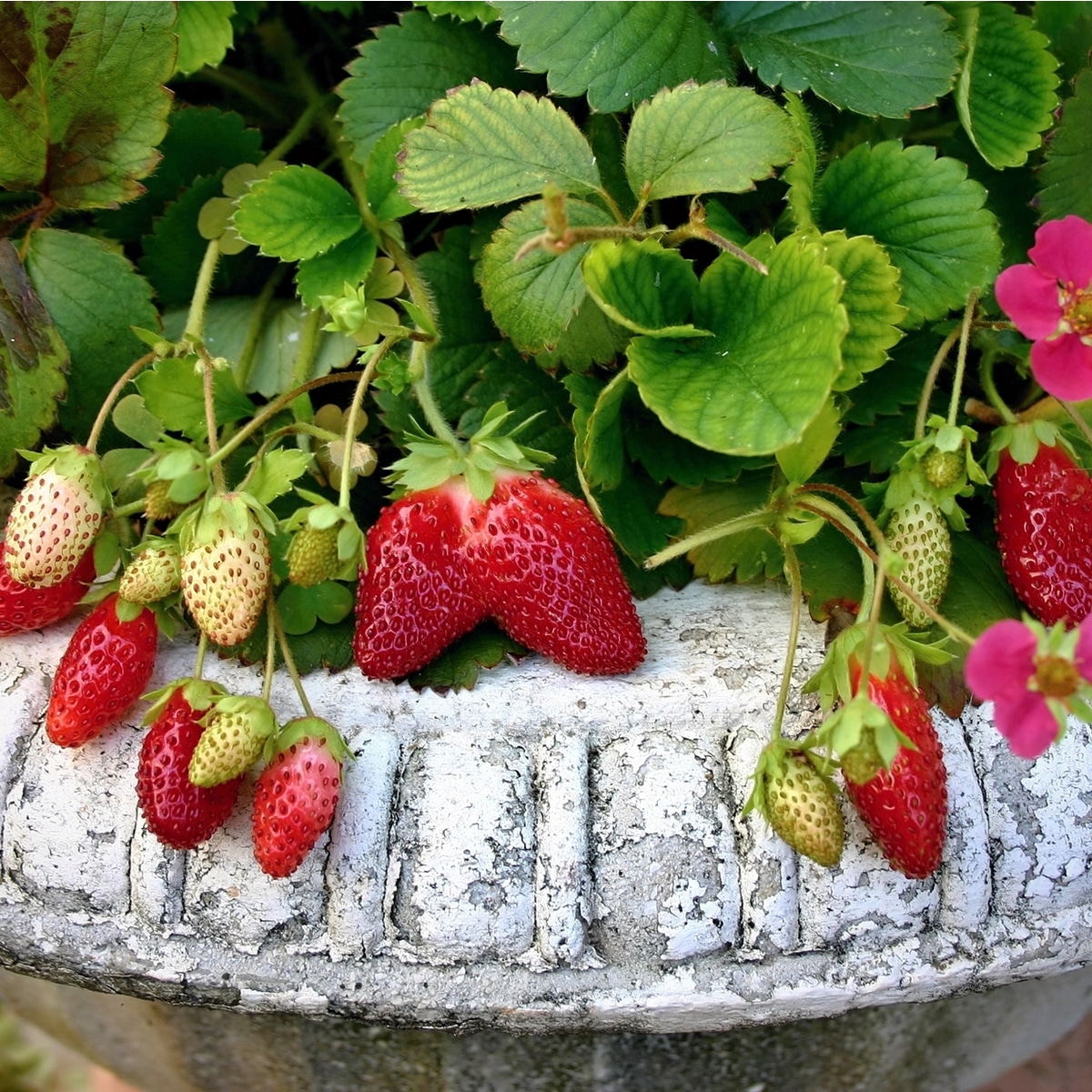 Strawberry plant in whitish pot with ripe and unripe fruits