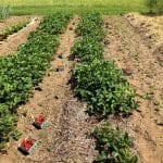 Strawberry patches with ripe fruits.