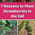 7 Reasons to Plant Strawberries in the Fall pinterest image.