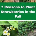 7 Reasons to Plant Strawberries in the Fall pinterest image.