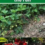 7 Reasons to Plant Strawberries in the Fall pinterest image.