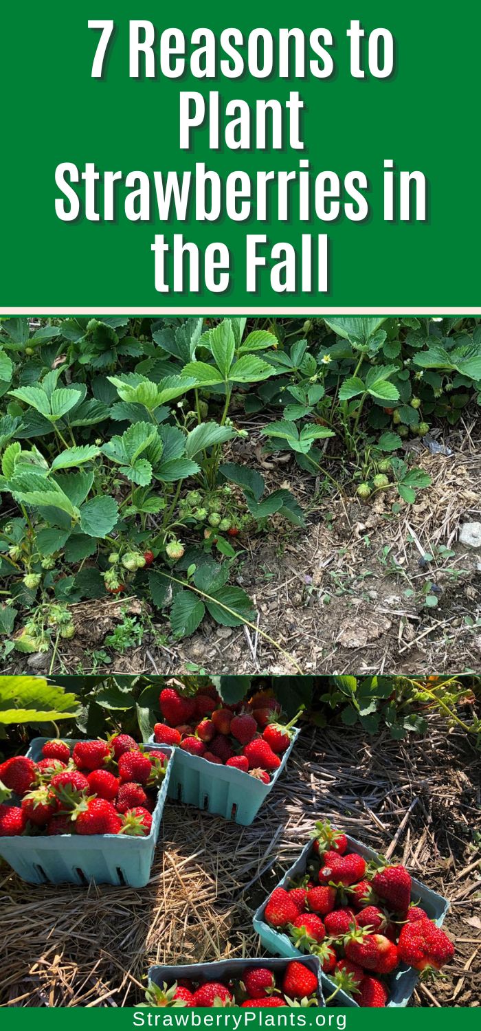 7 Reasons to Plant Strawberries in the Fall – Strawberry Plants
