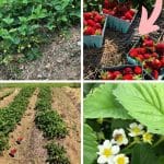 7 Reasons to Plant Strawberries in the Fall pinterest image.