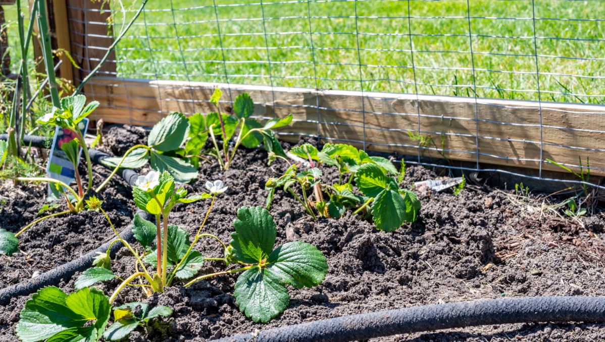 Strawberries growing in a fenced bed.