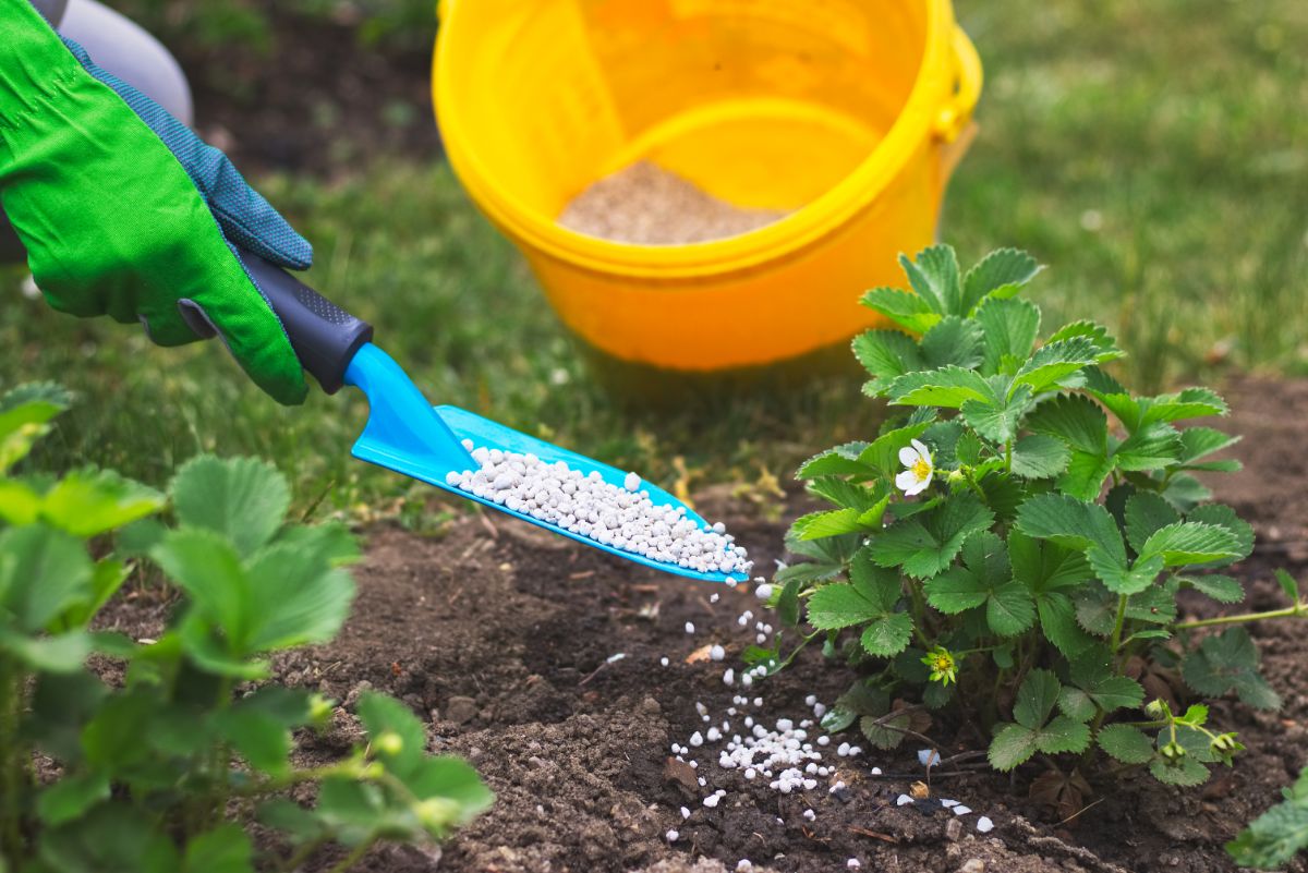 Gardener with shovel putting fertilizer on strawberry plants near yellow bucket