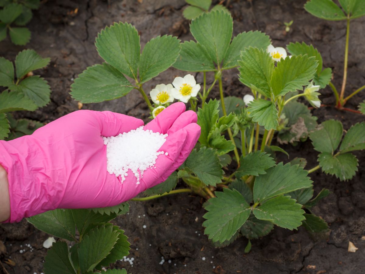 organic fertilizer for strawberries