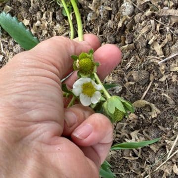 Removing Blossoms from New Strawberry Plants