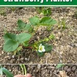 Do You Really Have to Remove Blossoms from New Strawberry Plants? pinterest image
