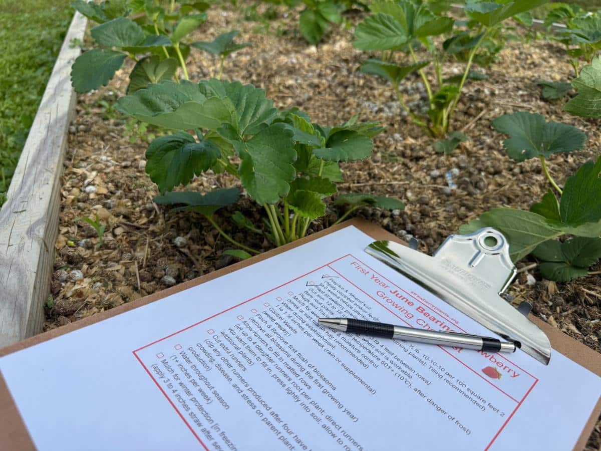 Checklist for growing a new strawberry patch