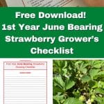 Free Download! 1st Year June Bearing Strawberry Grower’s Checklist pinterest image