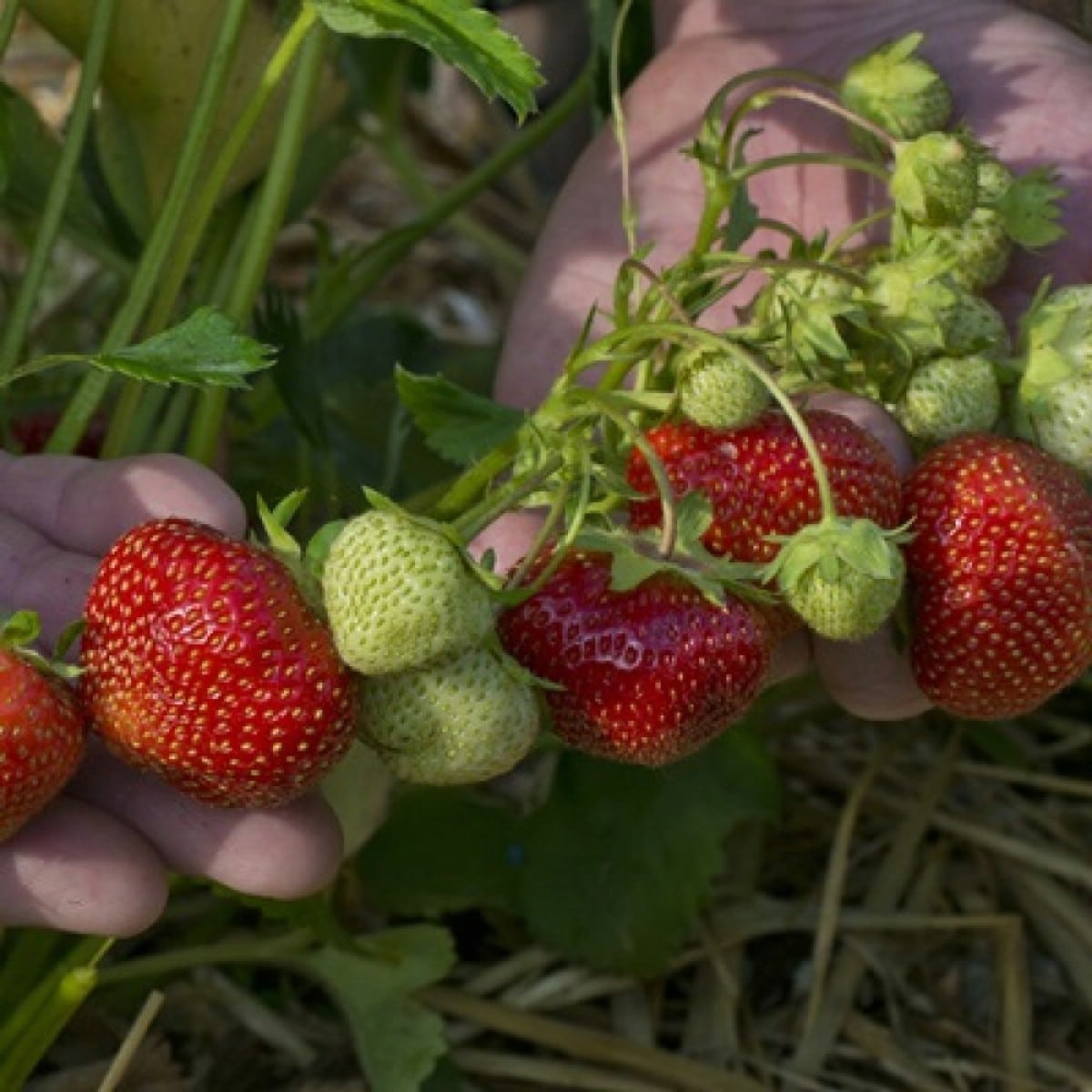Flavorfest strawberries held in hand.