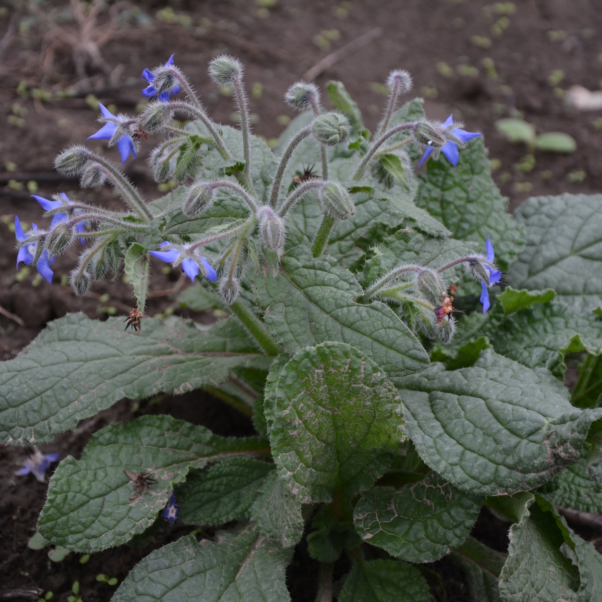 Strawberry Plants & Borage All You Need to Know