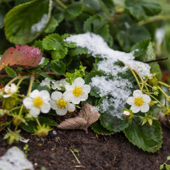How Many Strawberry Plants Per Acre (Helpful Table)