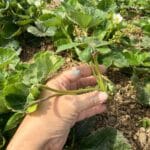 A gardener is holding a strawberry runner,
