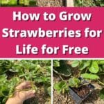 How to Grow Strawberries for Life for Free pinterest image