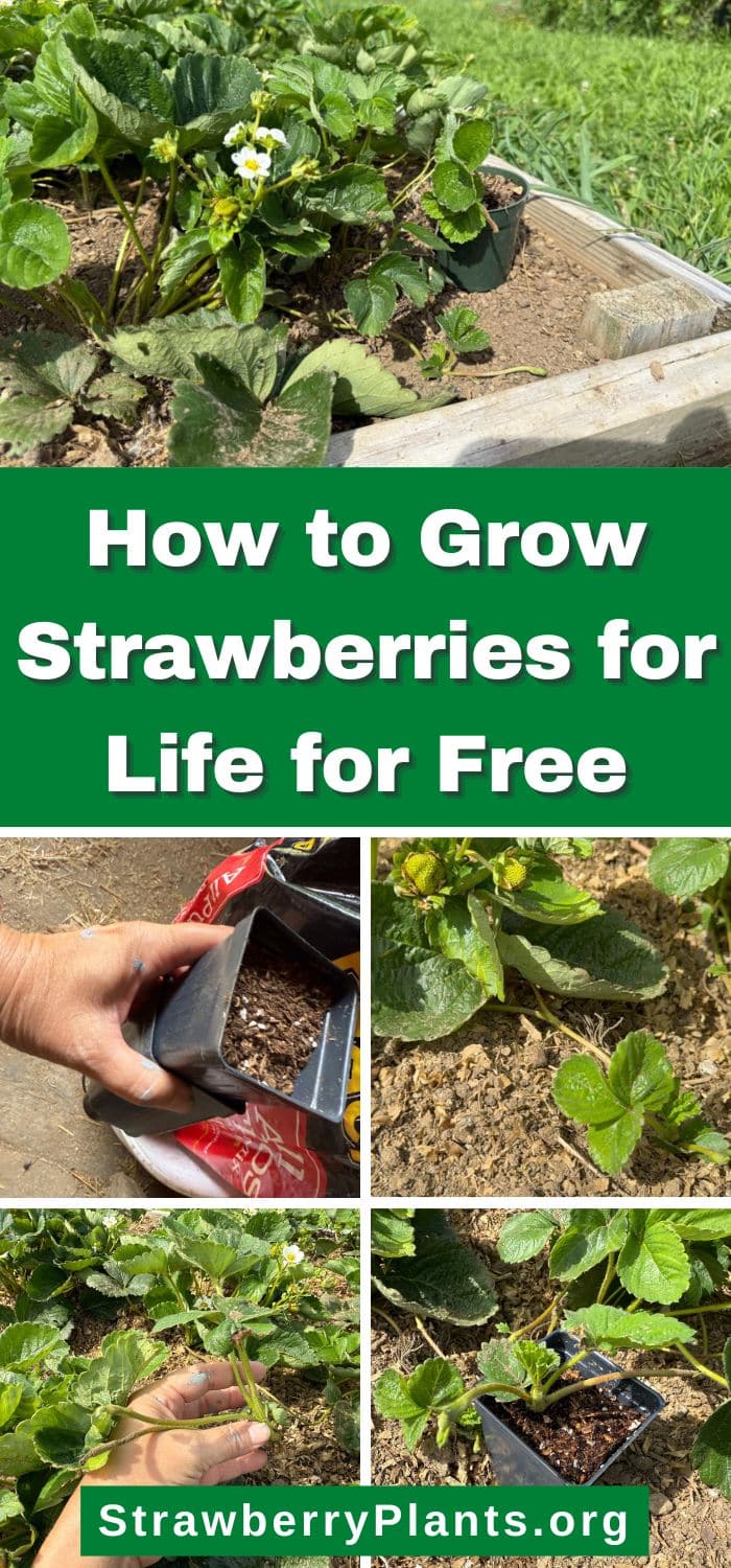 How to Grow Strawberries for Life for Free – Strawberry Plants
