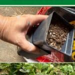 How to Grow Strawberries for Life for Free pinterest image