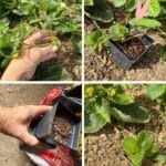 How to Grow Strawberries for Life for Free pinterest image