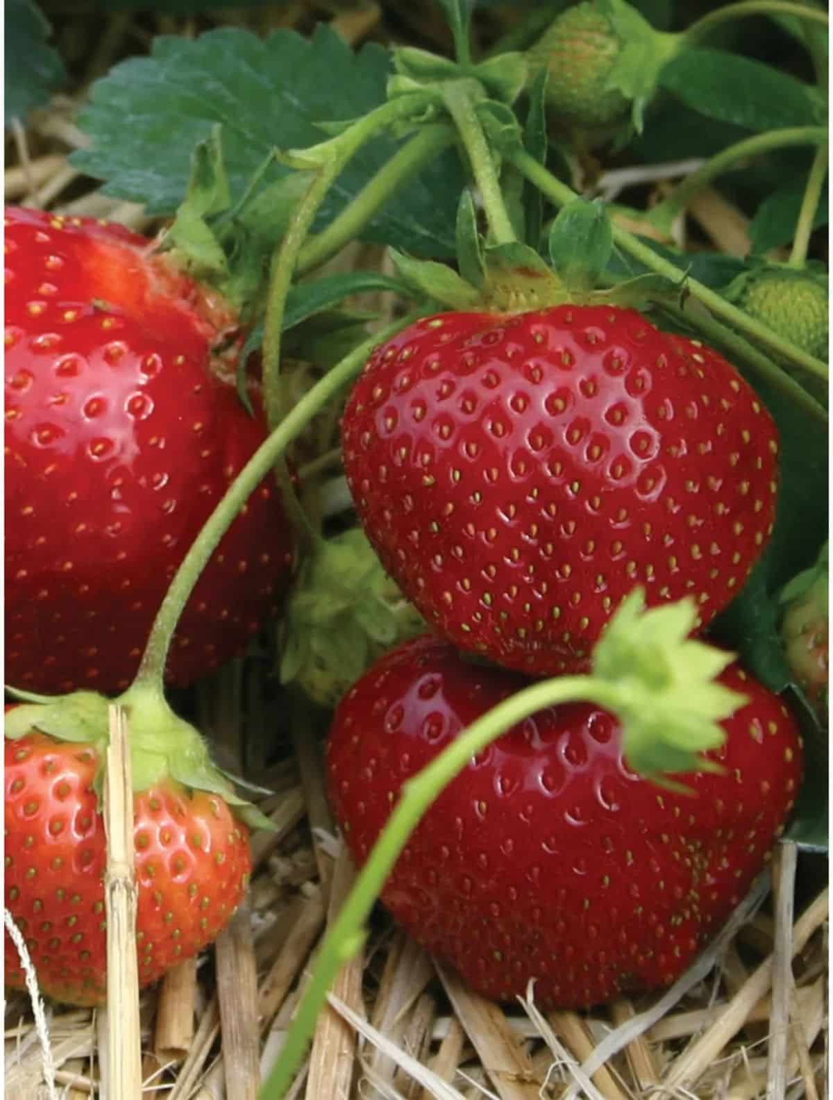 Fresh ripe galletta strawberries in a straw mulch close-up.