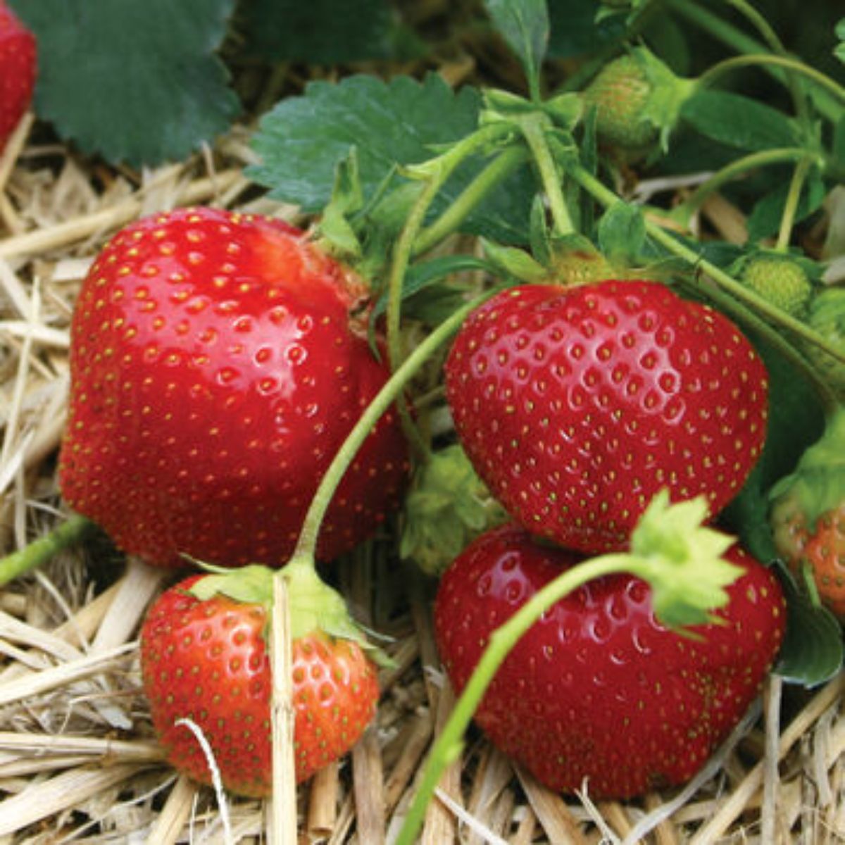 Fresh ripe galletta strawberries in a straw mulch close-up.