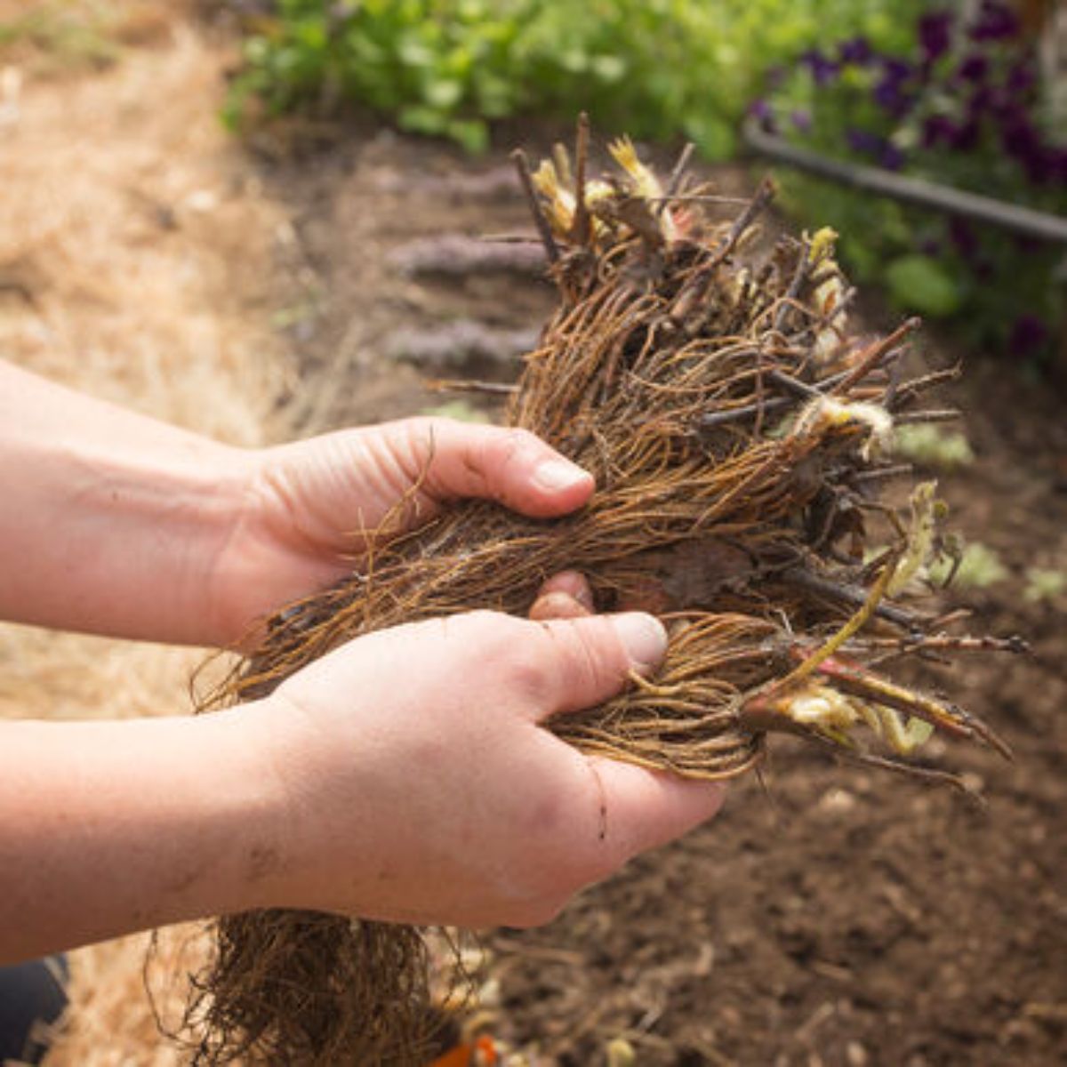 Farmer hands holding a bare root galletta strawberry plants on a field.