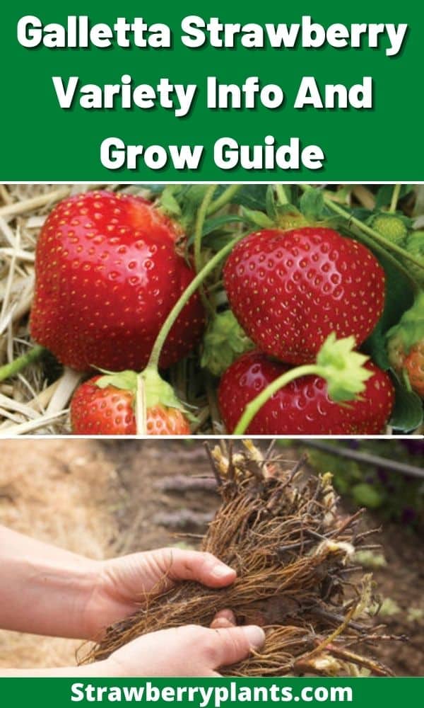 Galletta Strawberry Variety Info And Grow Guide Strawberry Plants