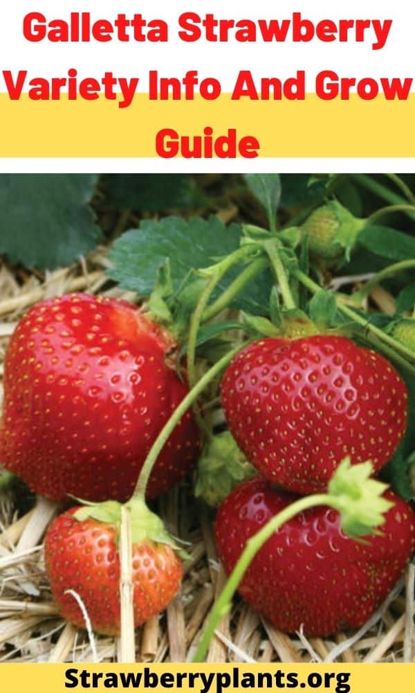 Galletta Strawberry Variety Info And Grow Guide Strawberry Plants