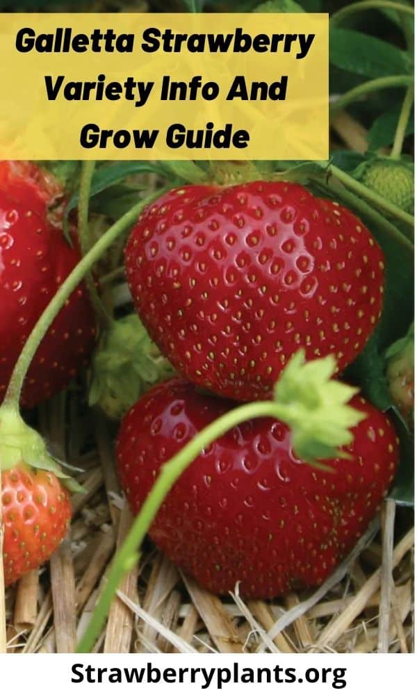 Galletta Strawberry Variety Info And Grow Guide Strawberry Plants
