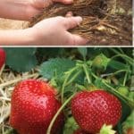 Galletta Strawberry Variety Info And Grow Guide pinterest image.