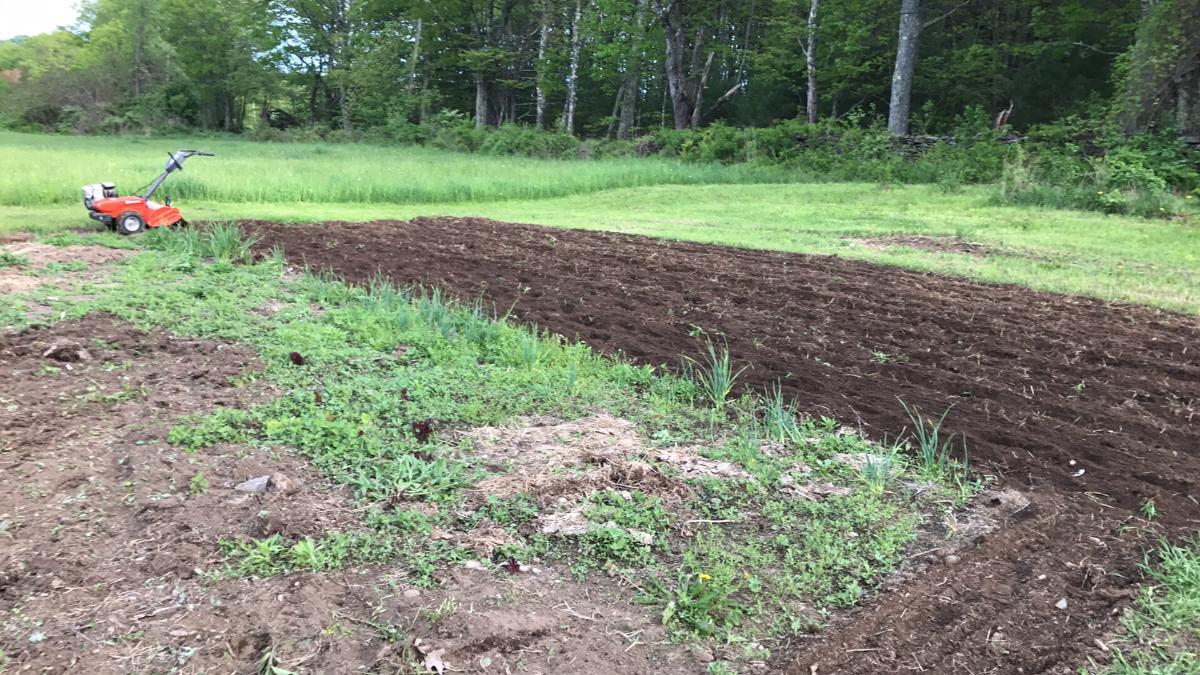 Tilling a patch for fall strawberries